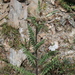 Cirsium griseum - Photo (c) Susan Andres, todos los derechos reservados, subido por Susan Andres