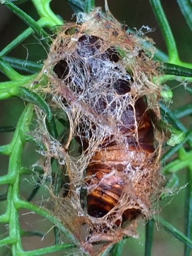 Thyrinteina arnobia