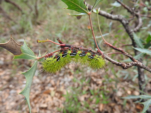 Zephyr Eyed Silkmoth