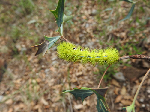 Zephyr Eyed Silkmoth