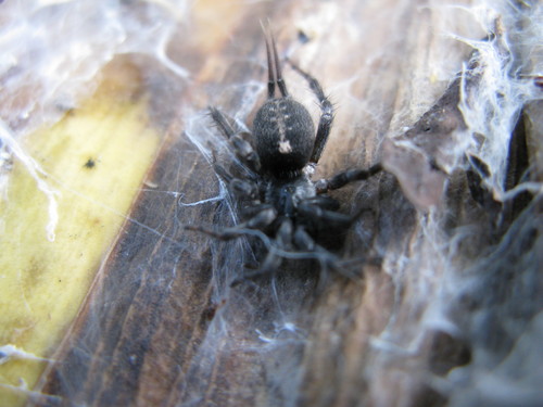 Ischnothele caudata ·