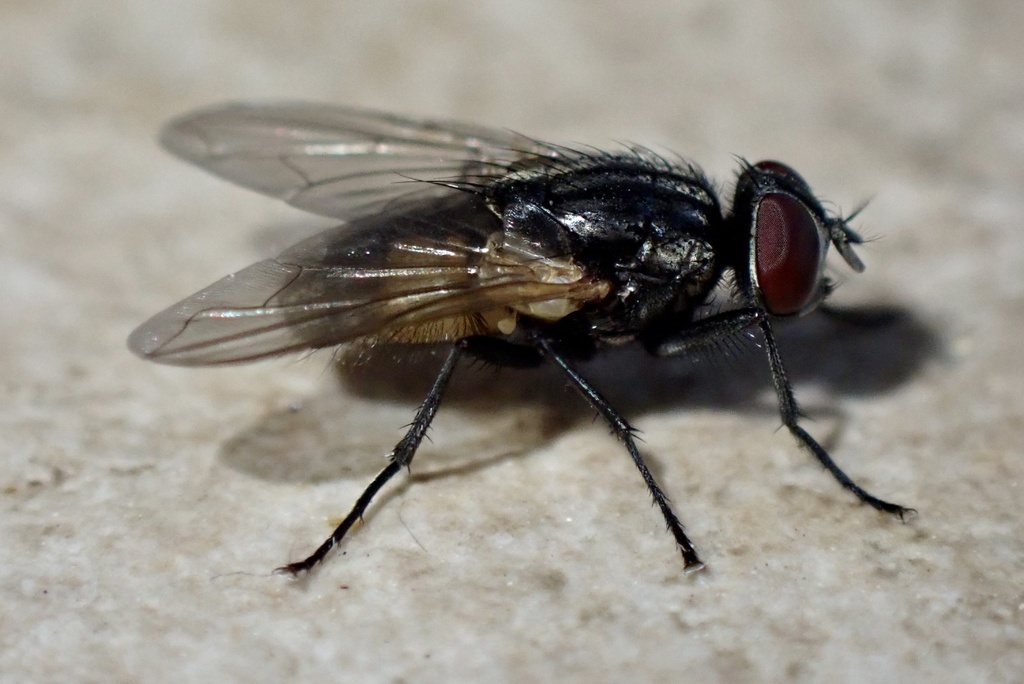 Common House Fly Musca domestica iNaturalist