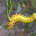 Birch Sawfly - Photo (c) Nature Rachelle, all rights reserved, uploaded by Nature Rachelle