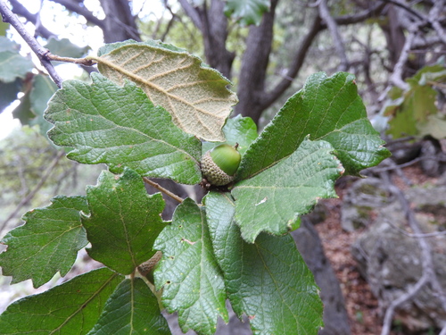 Mexican Oak