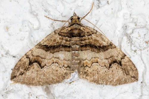 Pareulype berberata (Denis & Schiffermüller), 1775