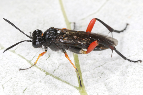 Macrophya diversipes · iNaturalist United Kingdom