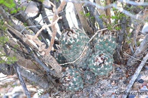 Coryphantha durangensis