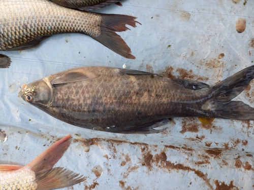 orangefin labeo | Native Nature