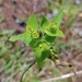 Nummulariopsis - Photo (c) Jay L. Keller, todos os direitos reservados, uploaded by Jay L. Keller