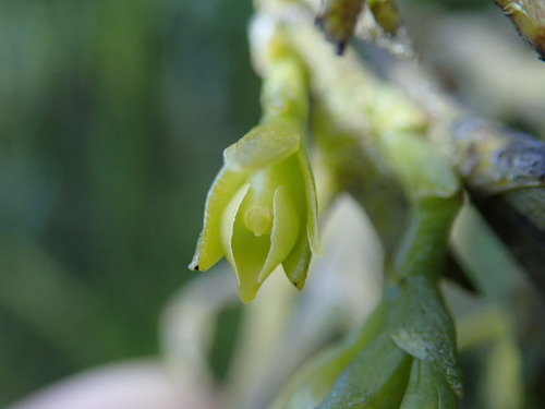 Epidendrum orthocaule image
