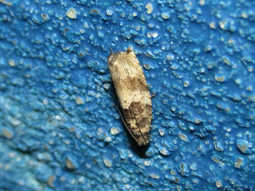 Gypsonoma obraztsovi
