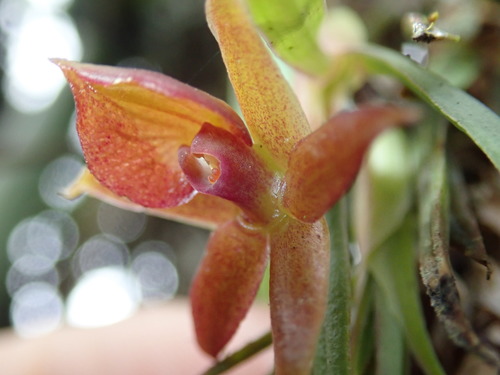 Epidendrum garayi image