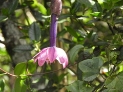 Passiflora cumbalensis image
