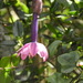 Passiflora cumbalensis - Photo (c) Rudy Gelis, all rights reserved, uploaded by Rudy Gelis