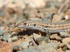 Spanish Psammodromus - Photo (c) Oscar Díaz, all rights reserved, uploaded by Oscar Díaz