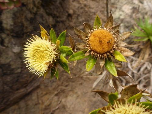 Carlina salicifolia
