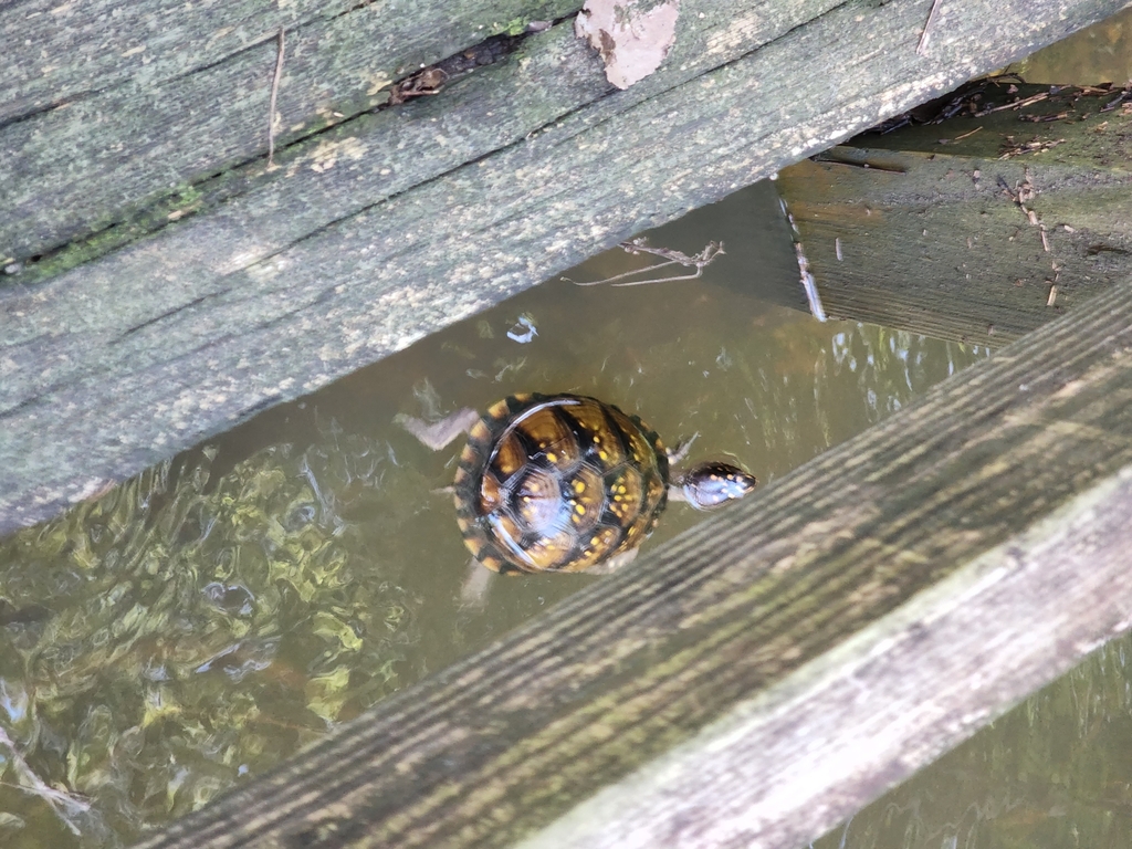Turtle Intrails Three-toed Box Turtle in August 2022 by Quentin Fairchild. Found ...