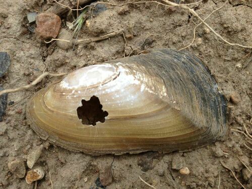 Western Ridged Mussel