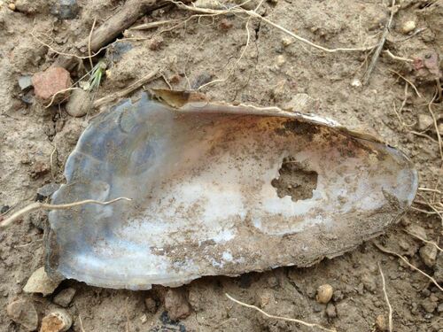 Western Ridged Mussel