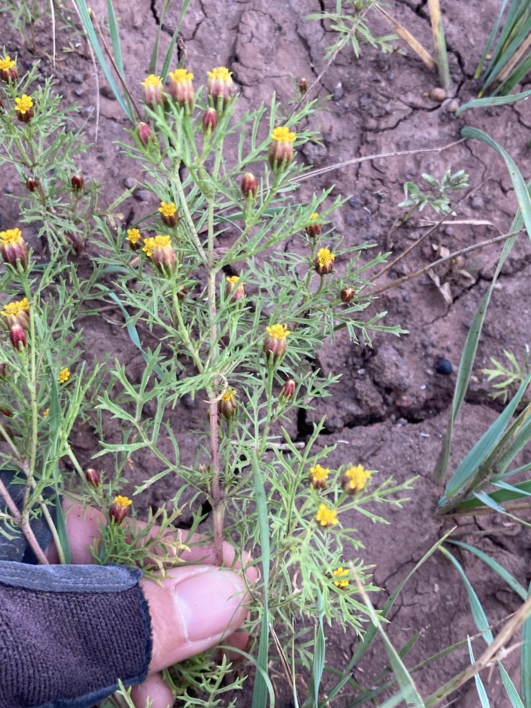 Fetid marigold from Kaibab National Forest, Williams, AZ, US on ...