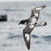 Cape Petrel - Photo (c) KristenM, all rights reserved, uploaded by KristenM