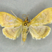 Hahncappsia neomarculenta - Photo (c) Timothy Reichard, todos os direitos reservados, uploaded by Timothy Reichard