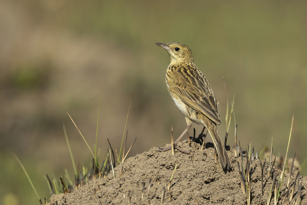 Ochre-breasted Pipit (Anthus nattereri) photo