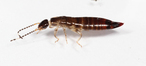 Ring-legged Earwig