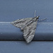 Lobophorodes miniobscuraria - Photo (c) Ceapon, todos los derechos reservados, subido por Ceapon
