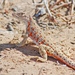 Long-nosed Leopard Lizard - Photo (c) danielzmx, all rights reserved, uploaded by danielzmx