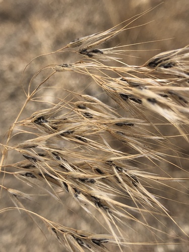 brome smut fungus
