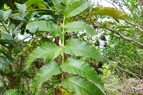 Delarbrea longicarpa