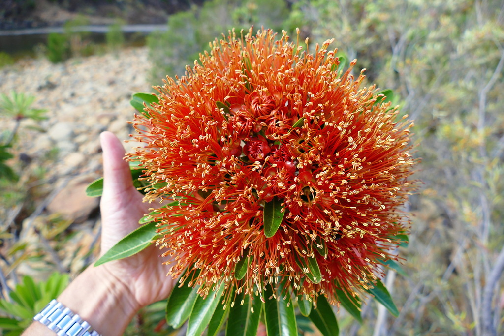 Xanthostemon longipes
