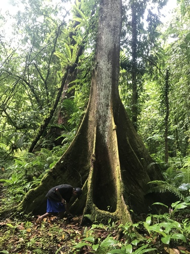 Terminalia carolinensis