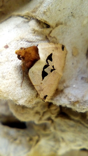 Marcipa pyramidalis