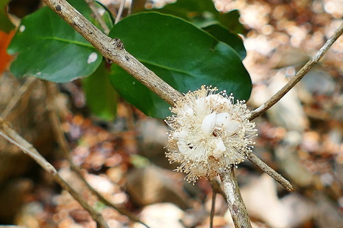 Eugenia gacognei