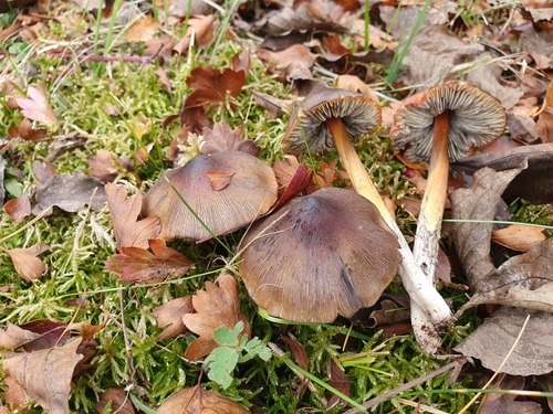 Hygrocybe cinereifolia