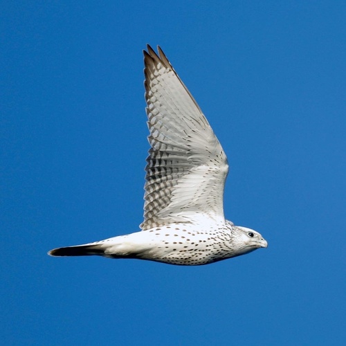 Gyrfalcon