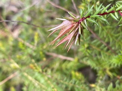 Darwinia apiculata