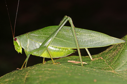 Philophyllia ingens · iNaturalist