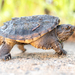 Common Snapping Turtle - Photo (c) William Wise, all rights reserved, uploaded by William Wise