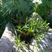 Achillea erba-rotta erba-rotta - Photo (c) paolapalazzolo, כל הזכויות שמורות, הועלה על ידי paolapalazzolo