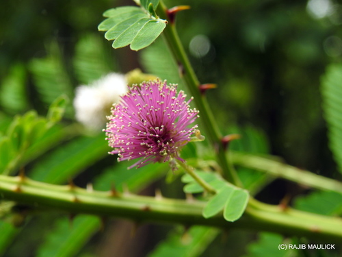 South-Indian Mimosa (Mimosa rubicaulis) · iNaturalist