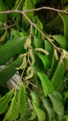 Trophis racemosa image