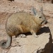 Southern Mountain Viscacha - Photo (c) tapaculo99, all rights reserved
