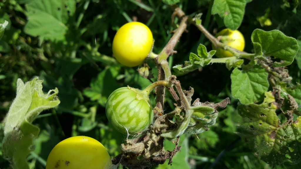 Joá-bravo (Solanum sisymbriifolium) - PictureThis