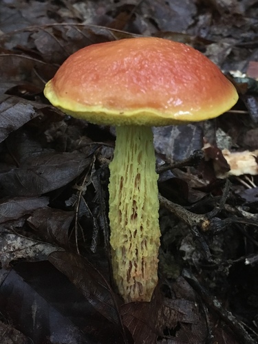 shaggy-stalked bolete