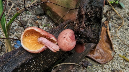 Gymnopilus subpurpuratus