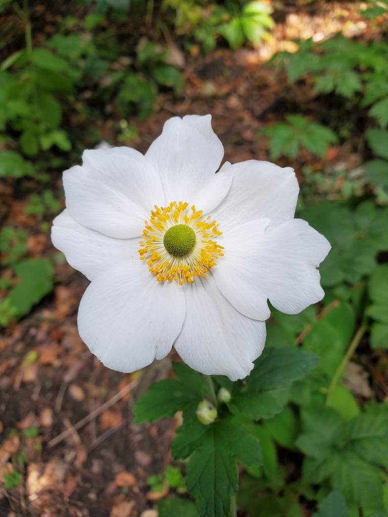 Japanese anemone
