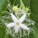 Trichosanthes anguina - Photo (c) Dr McW, todos los derechos reservados, subido por Dr McW